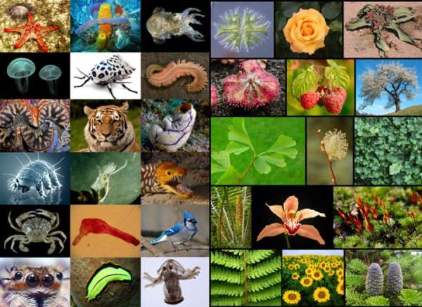 Many Kinds of Plants and Animals | TheWorldDayShare